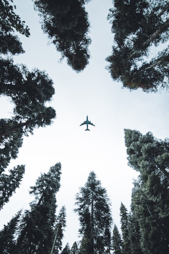 A plane flying above tall trees, viewed from below in a forest.